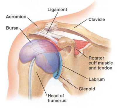 Physiotheray Rothwell Blog shoulder anatomy